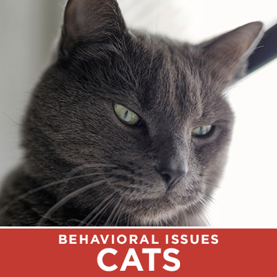 Cat Behavioral issues